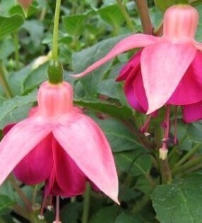 Fuchsia Garden News 1.5 Litre