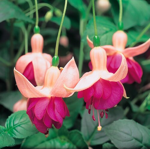 Fuchsia Garden News 3 Litre