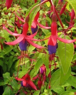 Fuchsia Genii 1.5 litre