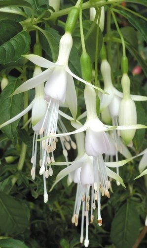 Fuchsia Hawkshead 1.5 Litre
