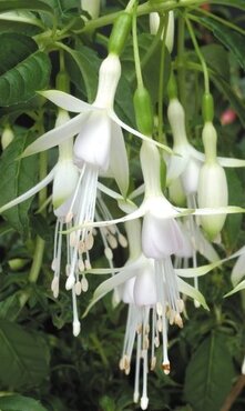 Fuchsia Hawkshead 1.5 Litre