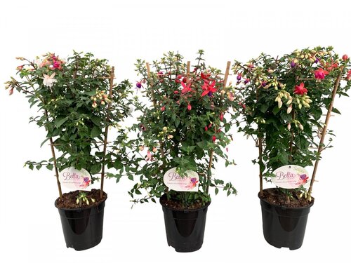 Fuchsia On Frame 1.5 Litre