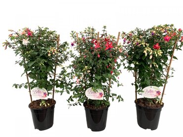 Fuchsia On Frame 1.5 Litre
