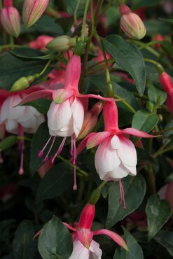 Fuchsia Patio Princess Bush 10.5cm