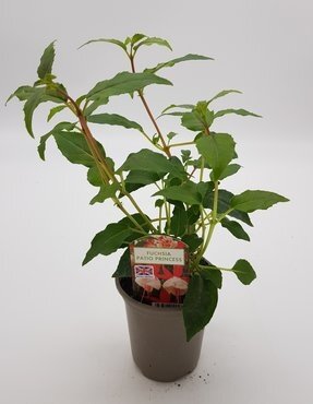 Fuchsia Patio Princess Bush 10.5cm - image 2
