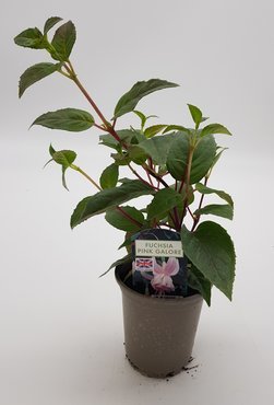 Fuchsia Pink Galore (T) 10.5cm - image 2