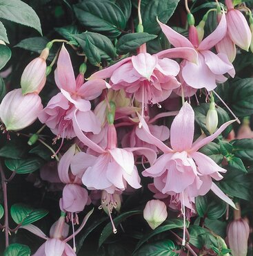 Fuchsia Pink Galore Trailing 10.5cm