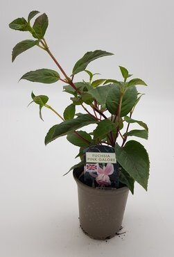Fuchsia Pink Galore Trailing 10.5cm - image 2