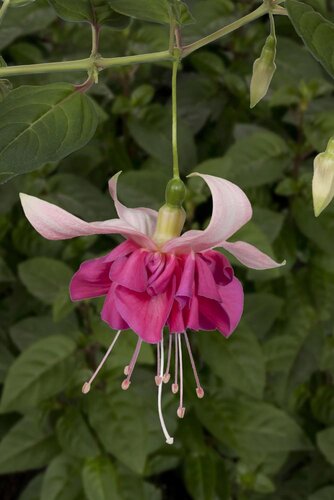 Fuchsia Pink La Campanella (T) 9cm