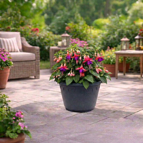 Fuchsia Planter 6 Litre
