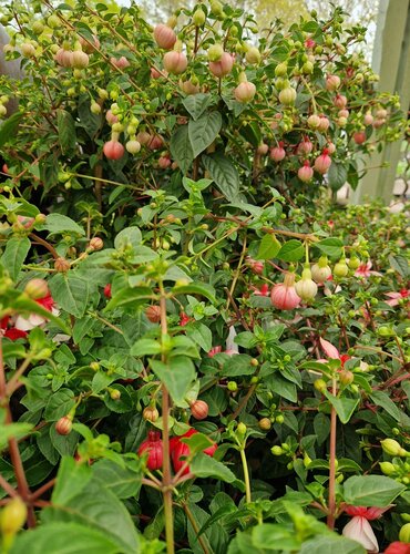 Fuchsia Standard Mix 3 Litre