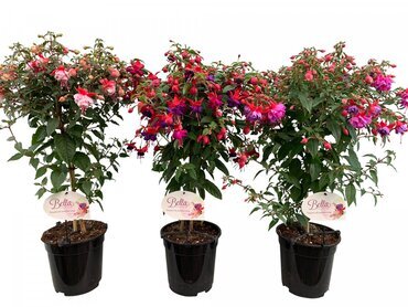 Fuchsia Standards 3 Litre