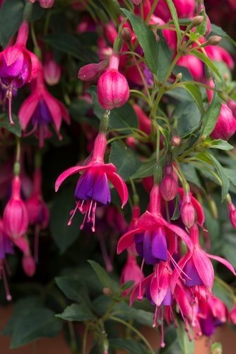Fuchsia Tom Thumb 1.5 litre