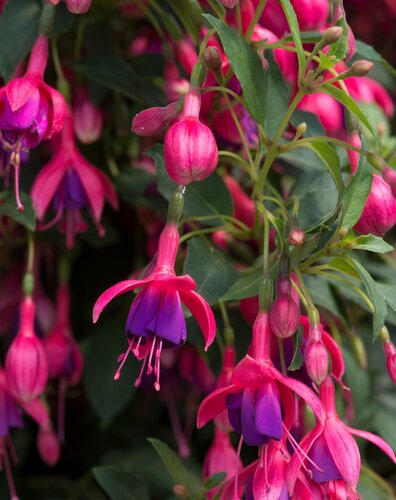 Fuchsia Tom Thumb (B) 10.5cm - image 1