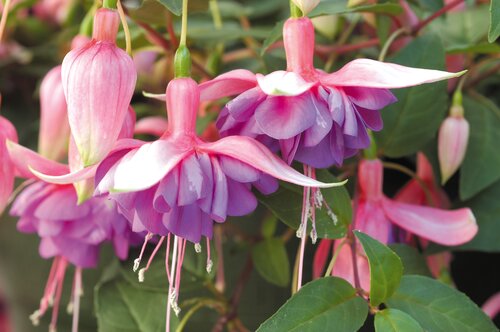Fuchsia Trailing Adrienne Hanging Basket 25cm