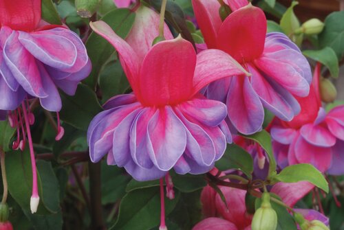 Fuchsia Trailing Jean Taylor Hanging Basket 25cm