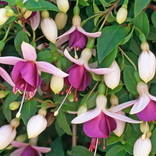 Fuchsia Trailing La Campanella Hanging Basket 25cm