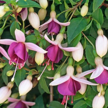 Fuchsia Trailing La Campanella Hanging Basket 25cm