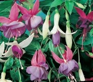 Fuchsia Trailing Mixed Jumbo Six Pack