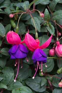 Fuchsia Trailing Purple Fountain Hanging Basket 25cm