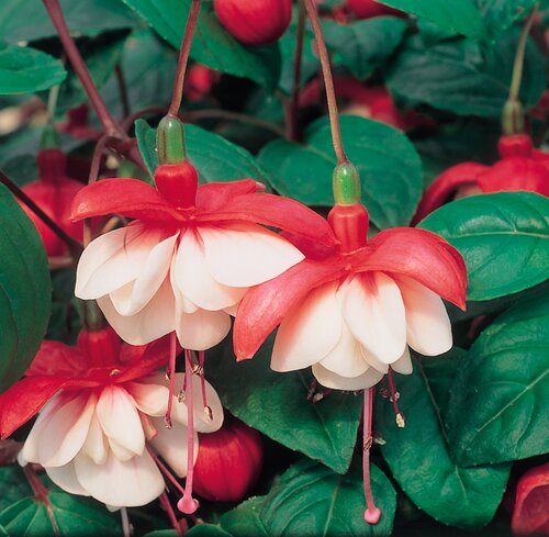 Fuchsia Trailing Sir Matt Busby Hanging Basket 25cm