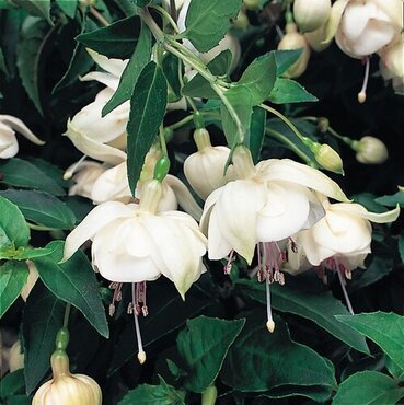Fuchsia Trailing Trudi Davro Hanging Basket 25cm