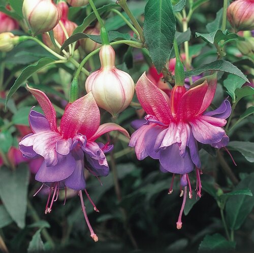 Fuchsia Winston Churchill Bush 10.5cm - image 1