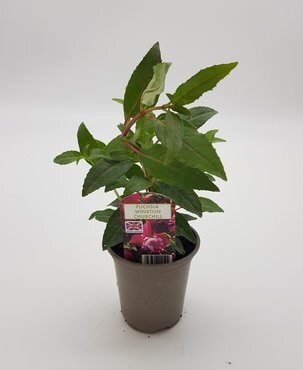 Fuchsia Winston Churchill Bush 10.5cm - image 2