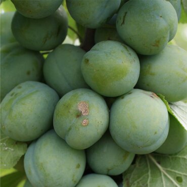 Gage Old Greengage Myrobalan 12 Litre