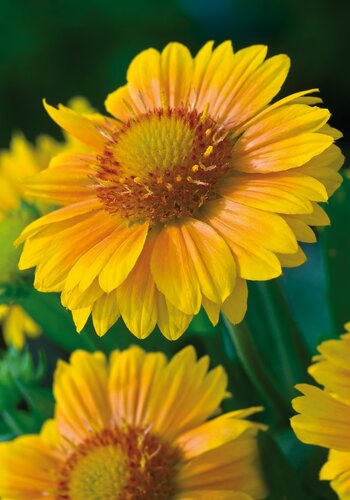 Gaillardia African Sunset 9cm