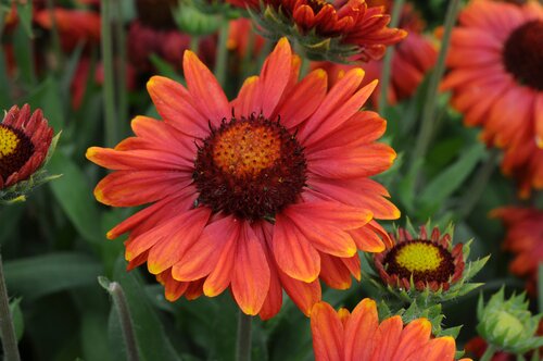 Gaillardia Arizona Red Shades 9cm