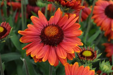 Gaillardia Arizona Red Shades 9cm