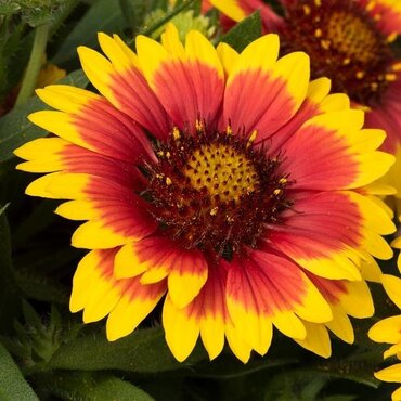 Gaillardia Flamenco Bicolour 3 Litre