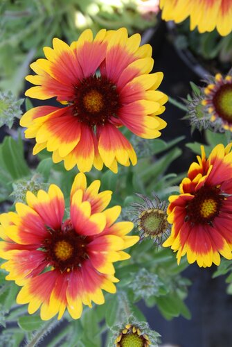 Gaillardia Goblin 2 Litre