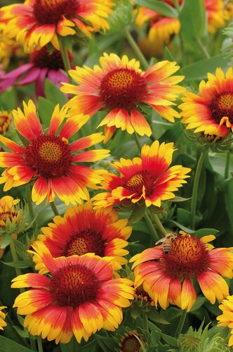 Gaillardia Mesa Bi-Color 2 Litre