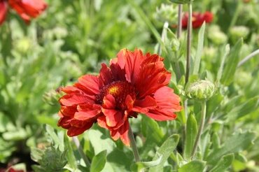 Gaillardia Mesa Red 1 Litre