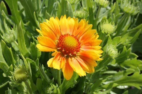 Gaillardia Mesa Yellow 1 Litre