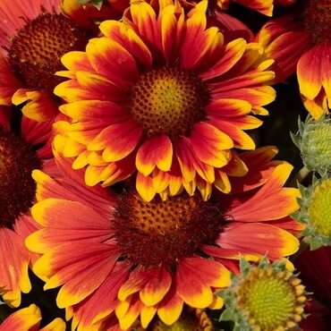 Gaillardia Tango Bicolour 5 Litre