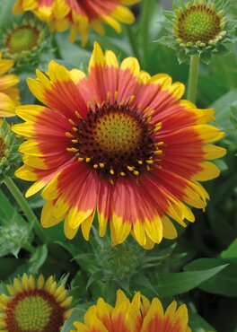 Gaillardia X Grandiflora Arizona Sun 9cm