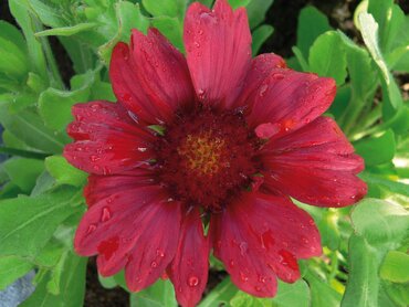 Gaillardia X Grandiflora Burgunder 9cm