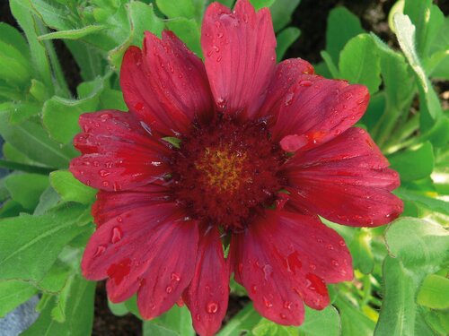 Gaillardia X Grandiflora Burgunder 9cm