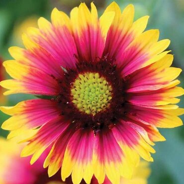 Gaillardia X Grandiflora Kobold Goblin 9cm - image 3