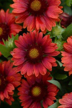 Gaillardia X Grandiflora Mesa Red  9cm