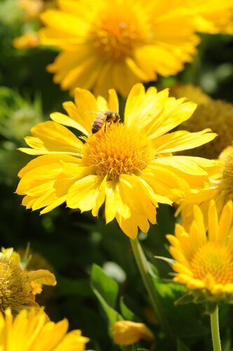 Gaillardia X Grandiflora Mesa Yellow 9cm
