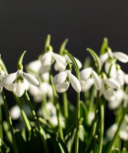 Galanthus Elwesii (Snowdrops) Potted Bulb 1 Litre