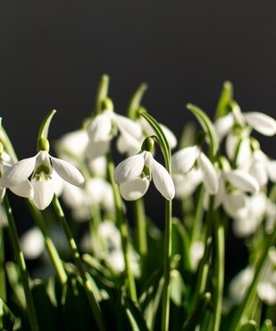 Galanthus Elwesii (Snowdrops) Potted Bulb 1 Litre