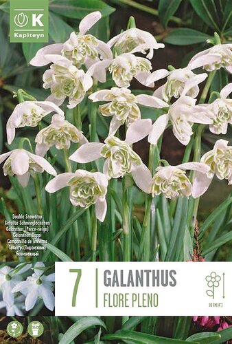 Galanthus Flore Pleno (Snowdrops)