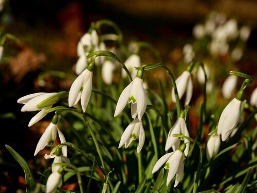 Galanthus Ikariae (Snowdrops) 1 Litre