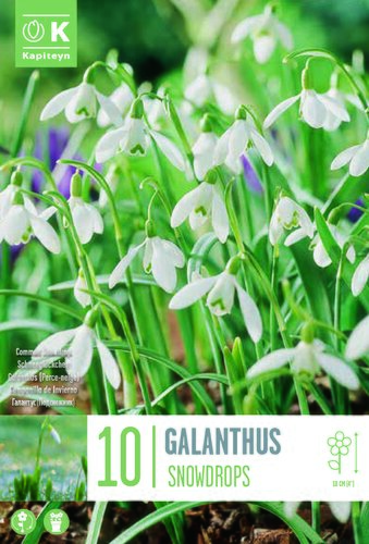 Galanthus Nivalis (Snowdrops)