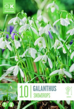 Galanthus Nivalis (Snowdrops)